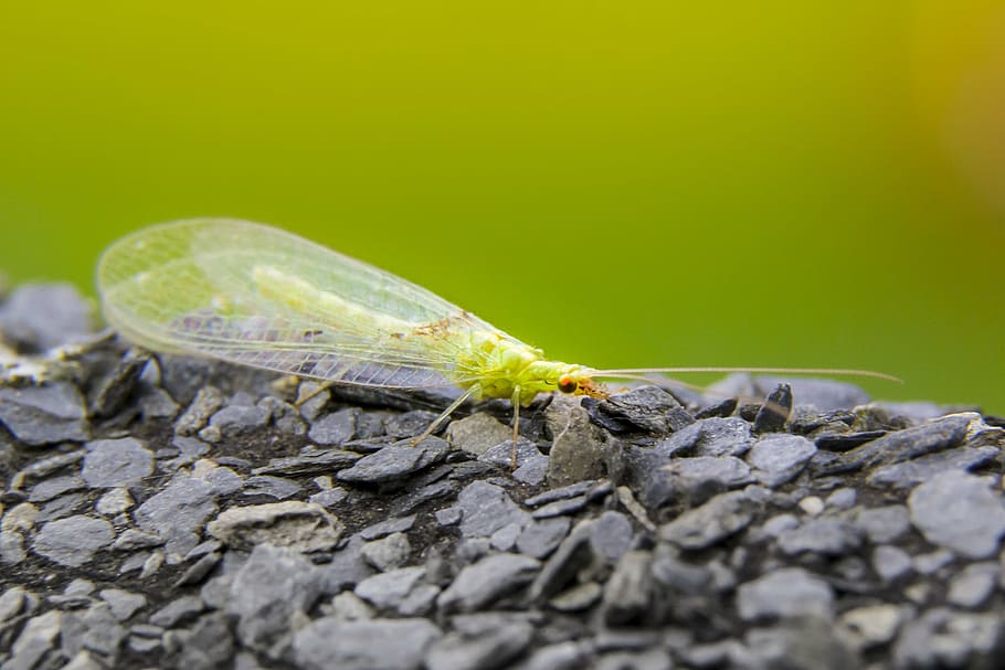 close-up, insect, macro, rocks, nature, animal, wildlife, animal themes HD wallpaper