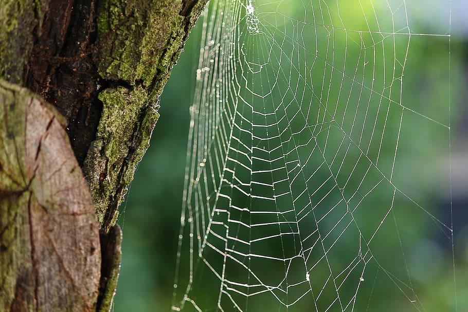 macro photography of spider web, spider webs, cobweb, network HD wallpaper