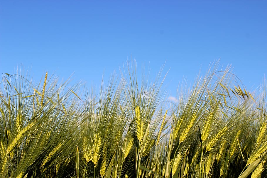 cornfield, cereals, nature, agriculture, cereal grain, landscape HD wallpaper