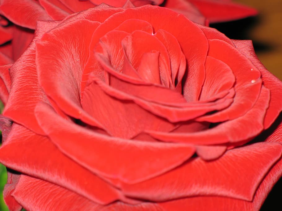 rose, flower, red, silk, foto, close-up, flowering plant, freshness HD wallpaper