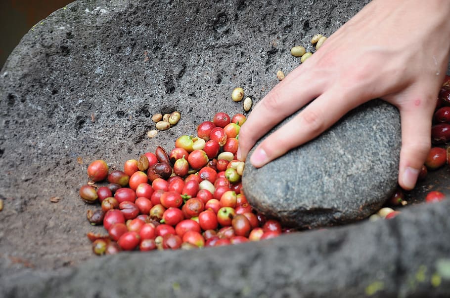 person grinding fruits on mortar, coffee, cafe, human body part HD wallpaper