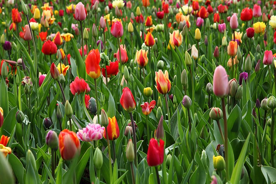 Beautiful, Flower, Bed, Bloom, background, color, colorful HD wallpaper