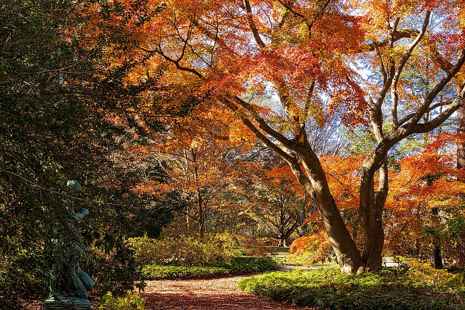fall, tree, leaf, season colors, autumn, plant, change, beauty in nature HD wallpaper