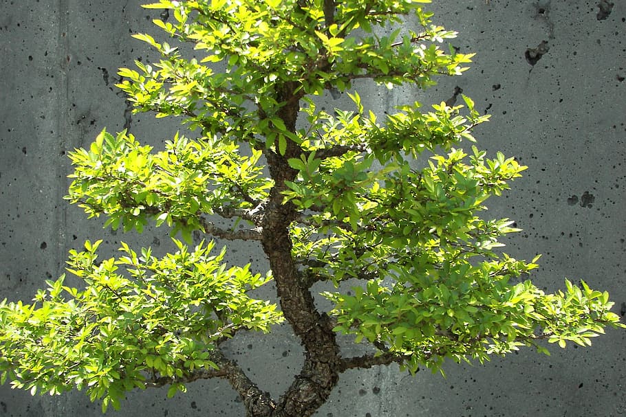 Bonsai, Tree, Small, Yellow, Green, growth, stunted, garden HD wallpaper