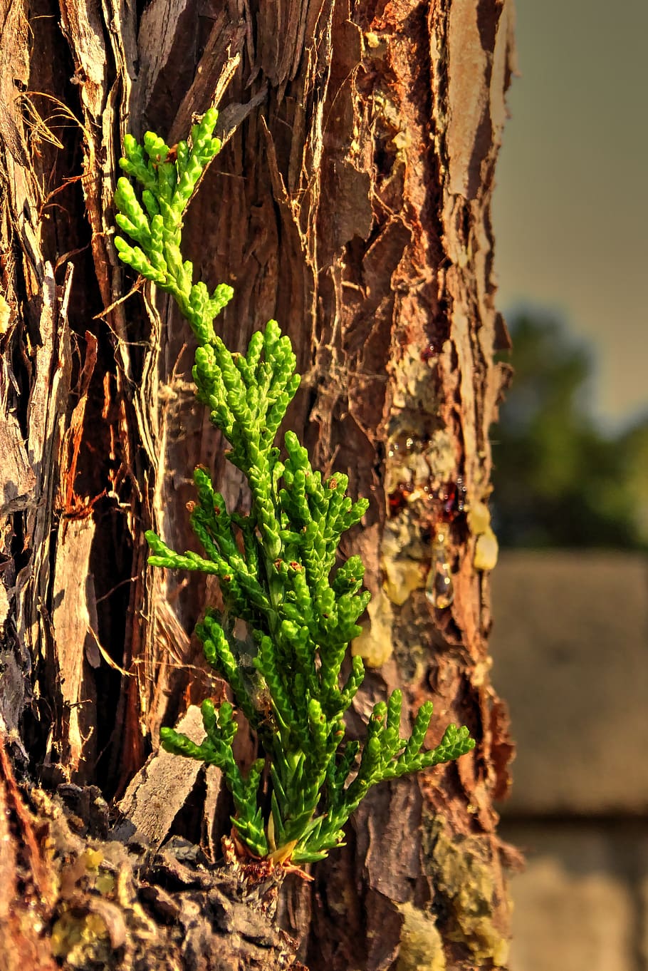 pine, sapling, tree, small growth, tiny tree, green, plant HD wallpaper
