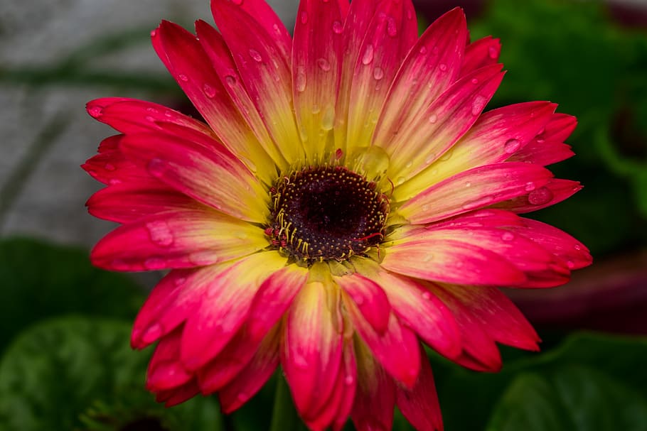 gérbela, rocio, flower, flowering plant, petal, fragility HD wallpaper