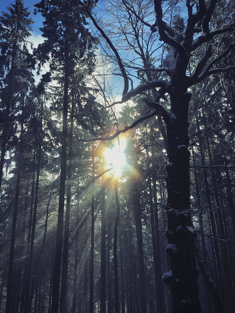 wood, tree, nature, sun, schönwetter, light, sunbeam, plant HD wallpaper