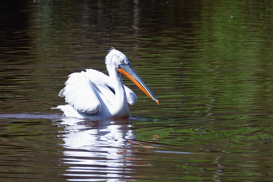 bird, pelican, animal, nature, wildlife, ornithology, wings HD wallpaper
