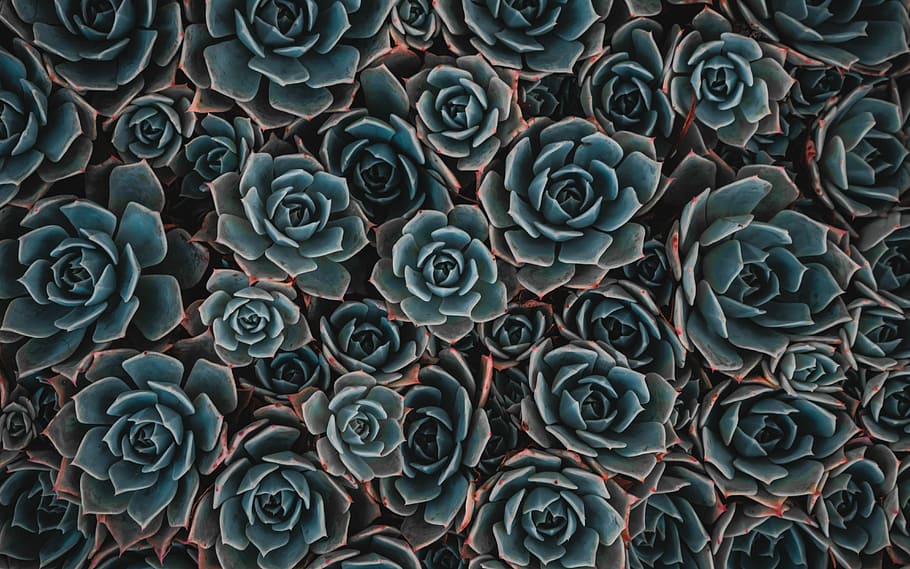 teal flowers, flat lay photography of Echeveria succulent plants, HD wallpaper