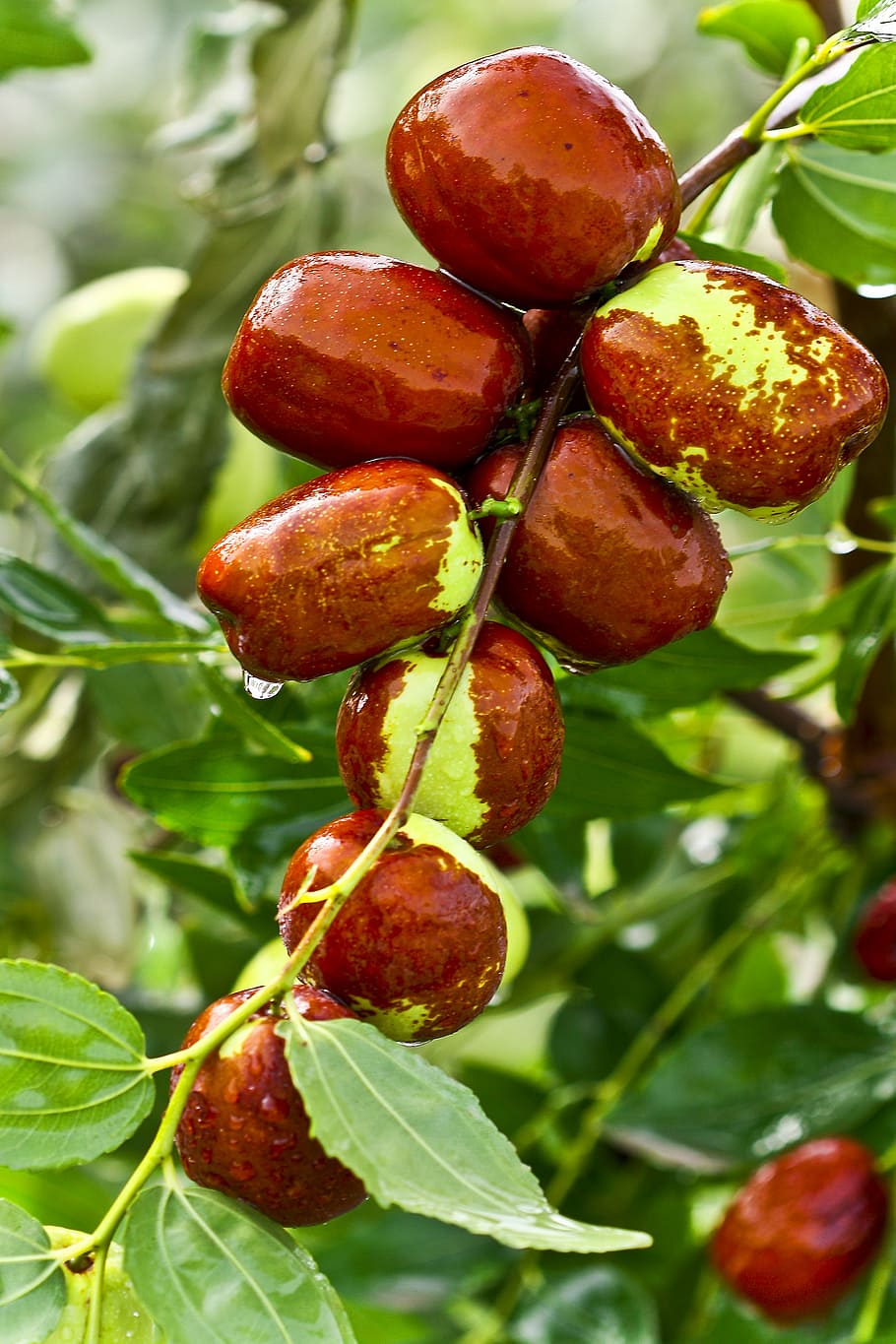 close-up photo of brown fruit, jujube, food, fruit jujube, date tree, HD wallpaper