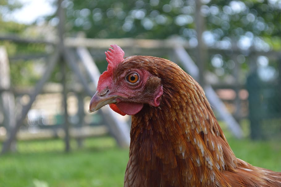chicken, head, close, bird, poultry, bill, chickens, hen, animal HD wallpaper