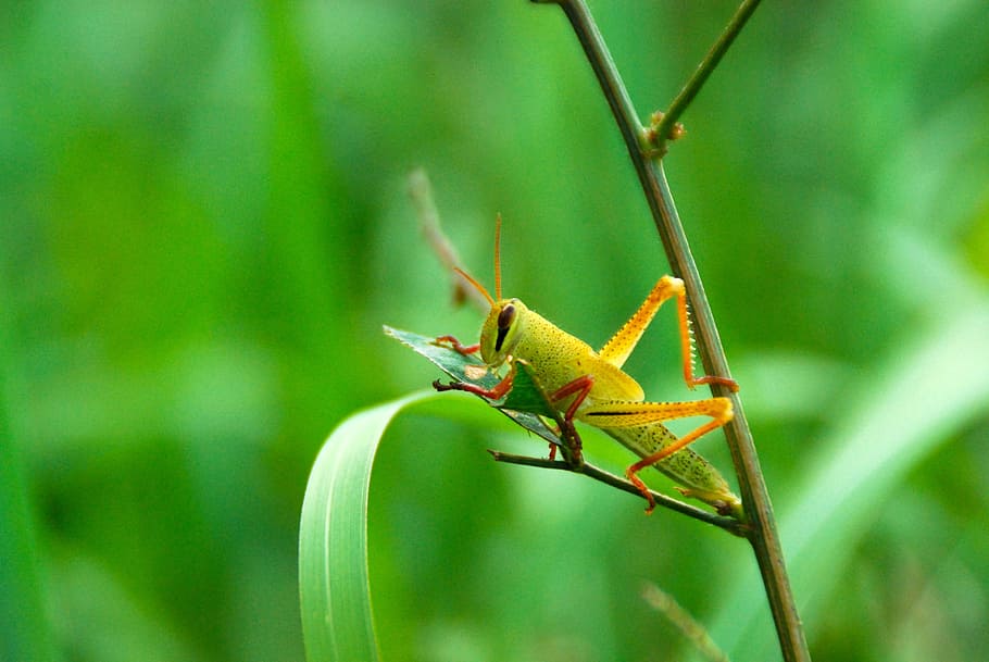 grasshopper, insect, bug, green, nature, wild, wildlife, animal HD wallpaper