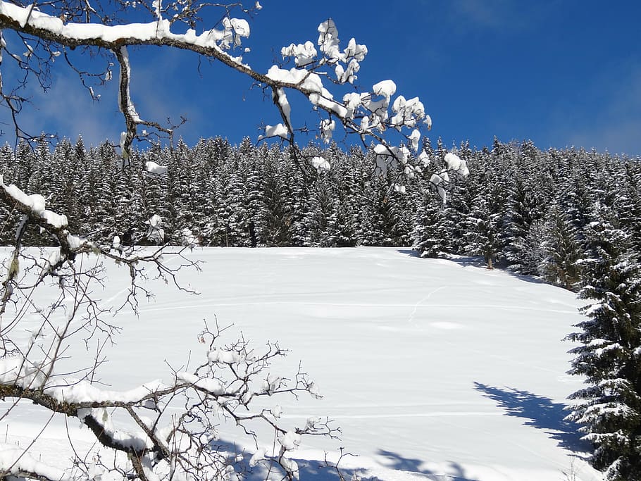 winter, snow, nature, trees, cold temperature, plant, beauty in nature HD wallpaper