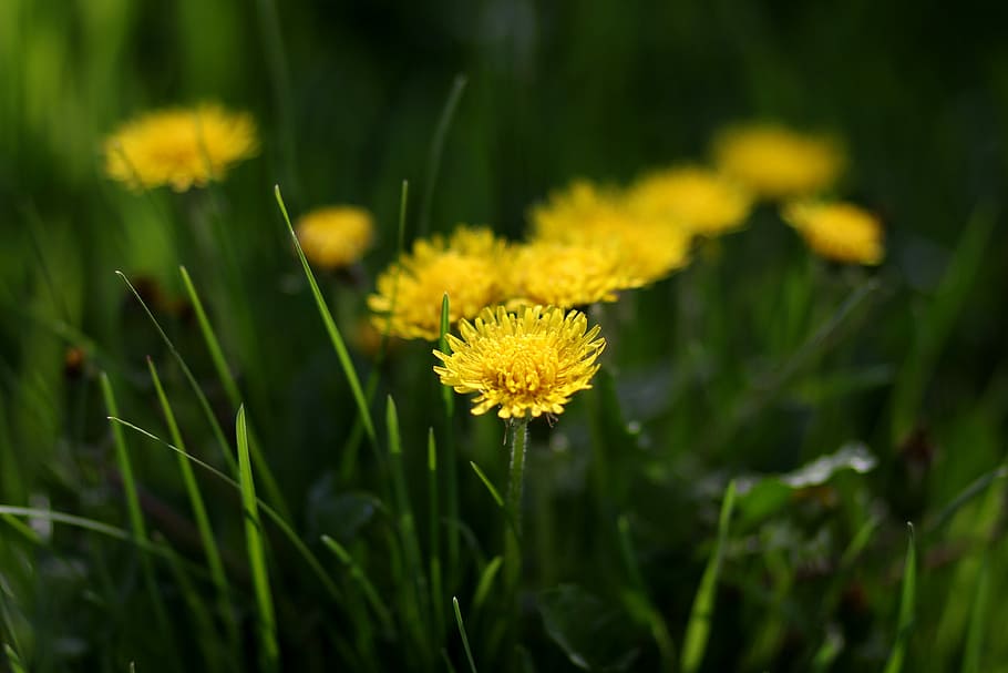 dandelion, yellow, flower, spring, garden, plants, flowering plant HD wallpaper