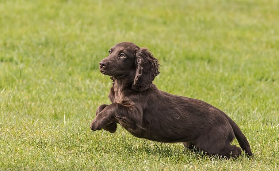 puppy, cocker, spaniel, dog, pet, animal, canine, cute, purebred HD wallpaper