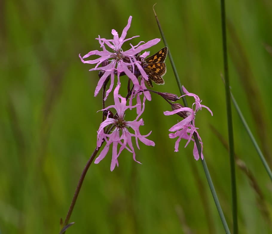 flower, purple, plant, nature, cuckoo allspice, flowering plant, HD wallpaper