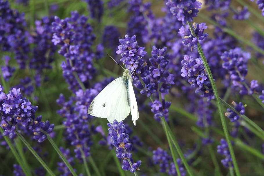 white cabbage butterfly perching on purple lavander, lavender