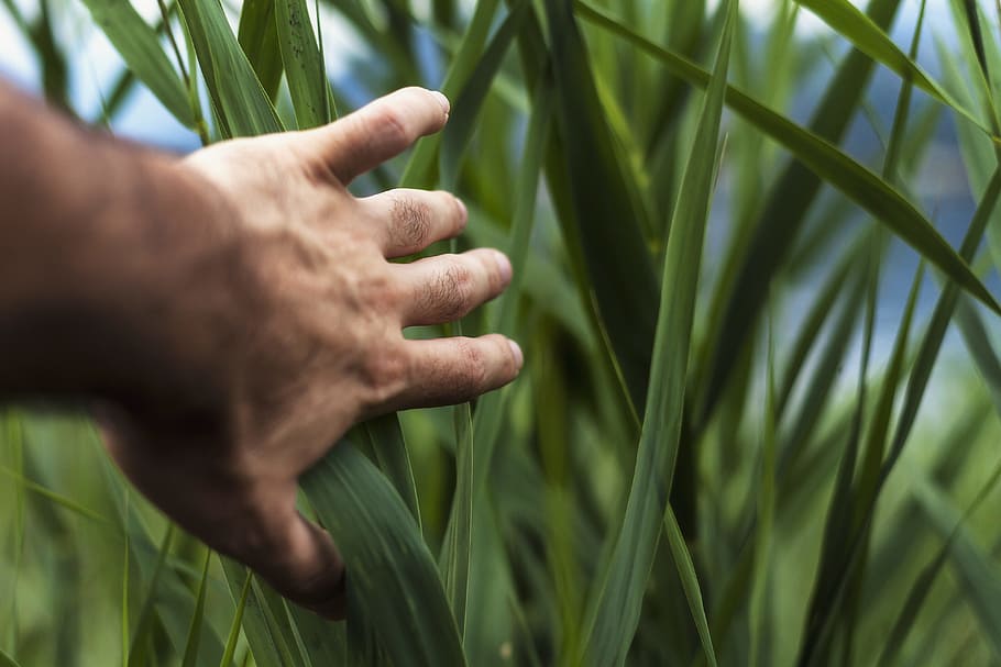person holding green grass, left human hand, close up, photo HD wallpaper