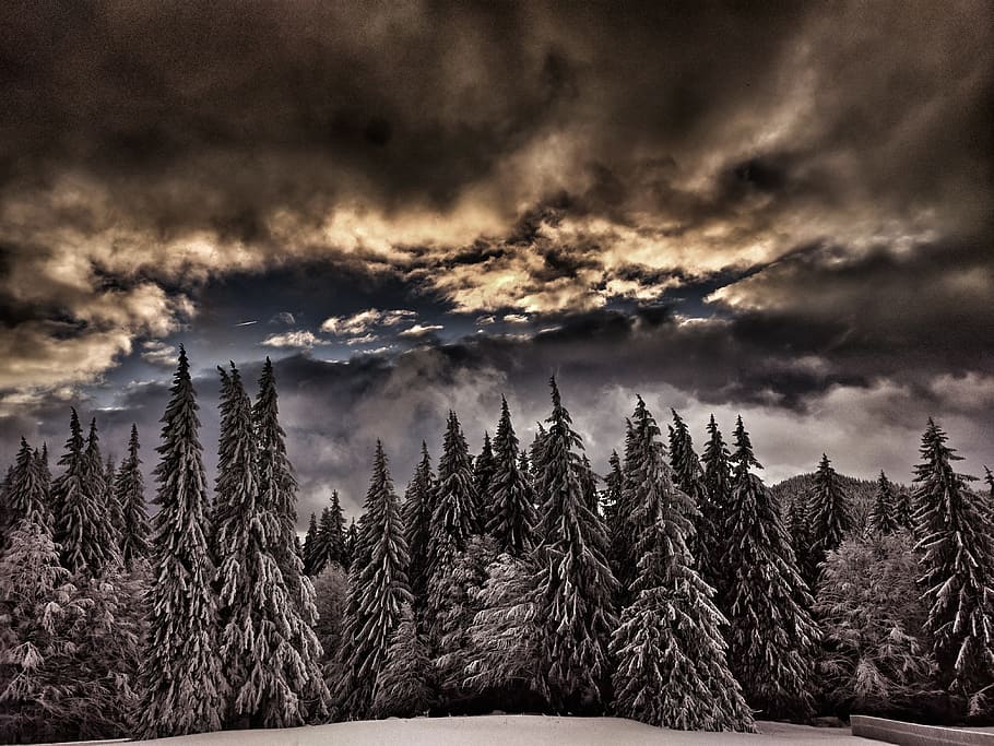 landscape photography of forest under cloudy sky, pine tree covered by snow HD wallpaper