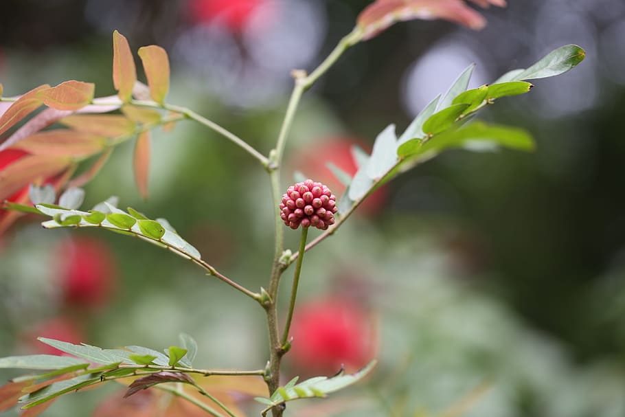 flower, plant, sprout, spring, nature, grow, outdoor, life HD wallpaper
