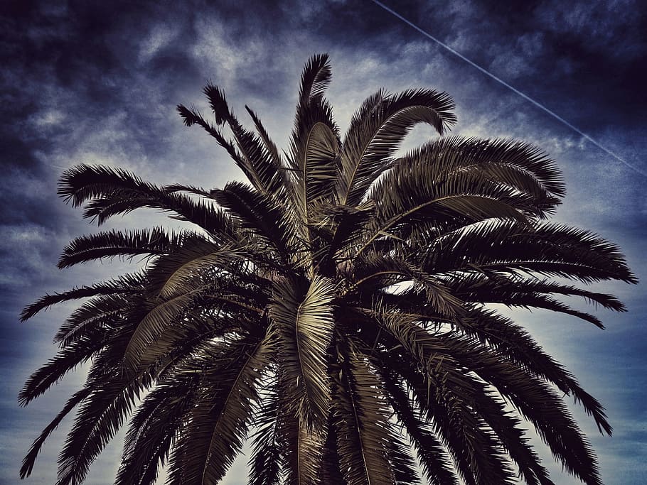 Palm Tree, Nature, Clouds, sky, leaves of palm tree, low angle view HD wallpaper