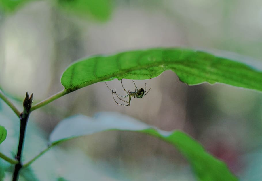 spider, sheet, plant, nature, forest, leaf, green, spider web HD wallpaper