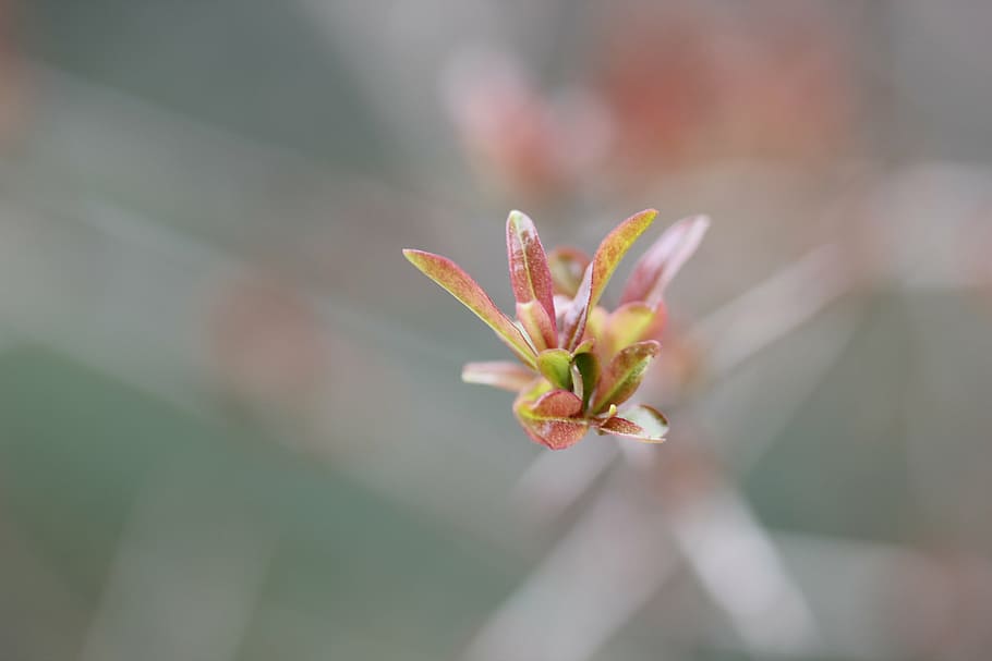 close-up, background, macro, nature, beautiful, plant, garden HD wallpaper