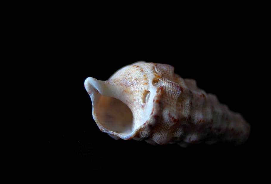 clam, conch, shells, nature, molluscum, animals, sea, black background HD wallpaper