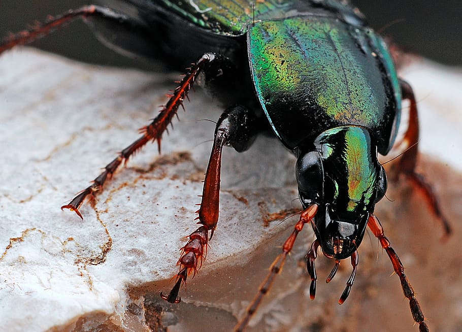 closeup photo of green beetle at daytime, insect, macro, nature HD wallpaper