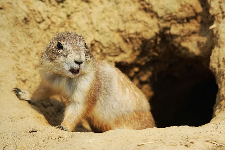 brown beaver, black - tailed prairie dog, nature, animal world, HD wallpaper