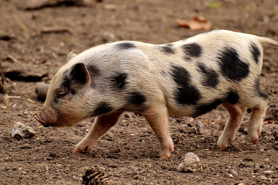 photo of wild boar piglet, small pigs, mini, cute, sweet, funny HD wallpaper