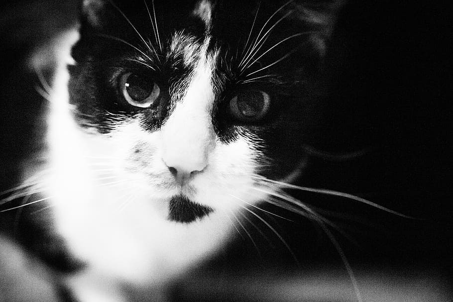 cat, portrait, cute, pet, animal kingdom, animal themes, pets HD wallpaper