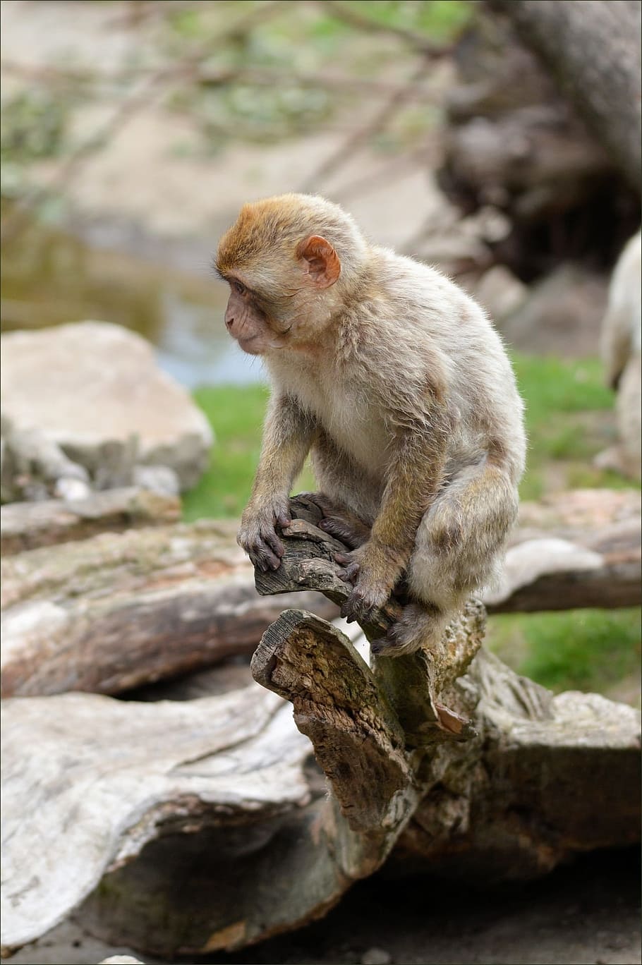 Ape, Monkey, Berber, Animal, Wildlife, zoology, mammal, species HD wallpaper