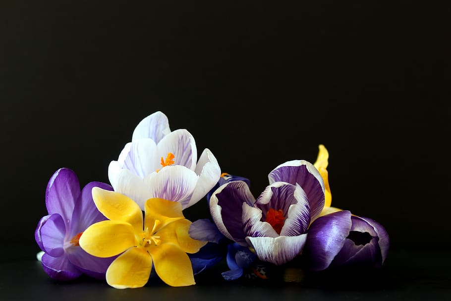 assorted-color petaled flower, crocus, early bloomer, spring