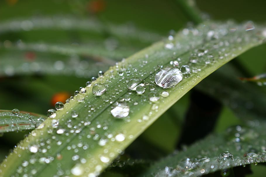 grass, dew, nature, dew drop, green leaves, raindrops, water HD wallpaper