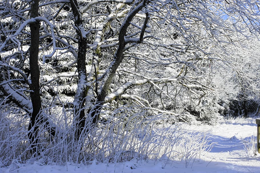 Snow, Wintry, Snowy, winter, cold temperature, nature, weather HD wallpaper