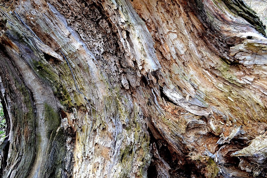tree, wood, stump, textured, tree trunk, full frame, backgrounds HD wallpaper