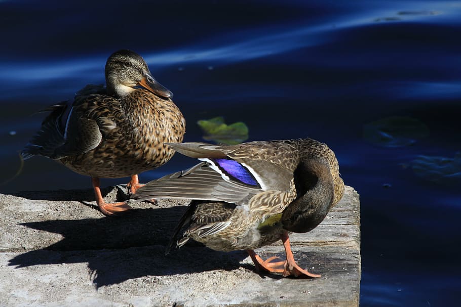 duck, water, bird, vertebrate, animals in the wild, animal themes HD wallpaper