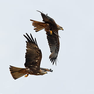 buzzard, raptor, flight, two, bird, sky, flying, animal, animals in the wild HD wallpaper