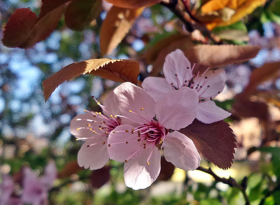 spring, wood, flower, nature, close-up, white color, no people HD wallpaper