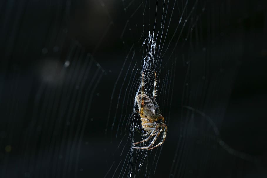 Spider, Insect, Canvas, Network, Nature, one animal, water HD wallpaper