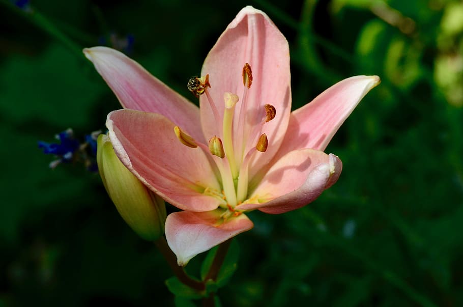 bee, lily, flower, blossom, bloom, plant, summer, garden, nature HD wallpaper