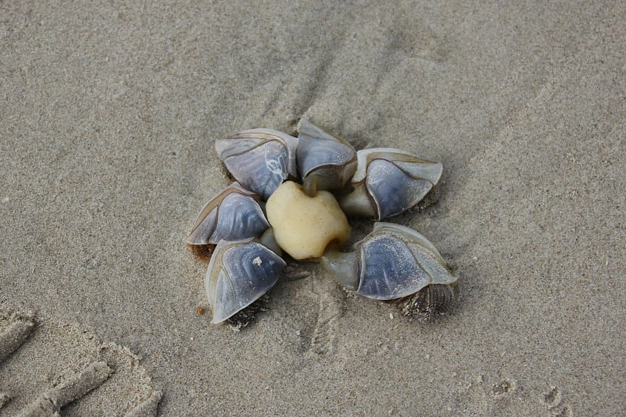 ducks shell, beach, holiday, denmark, sea, sand, land, high angle view HD wallpaper