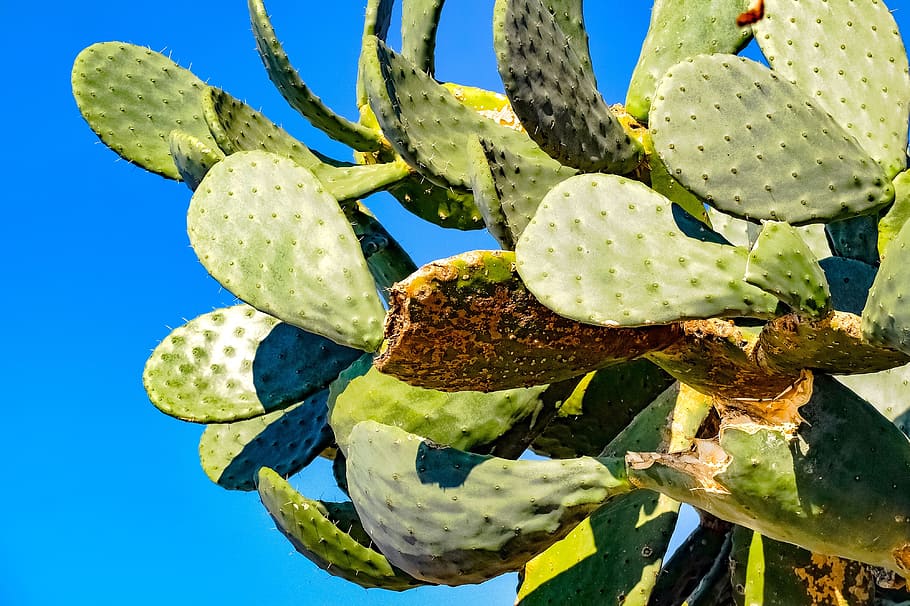prickly pear, cactus, fatty plant, mediterranean, italy, succulent plant, HD wallpaper