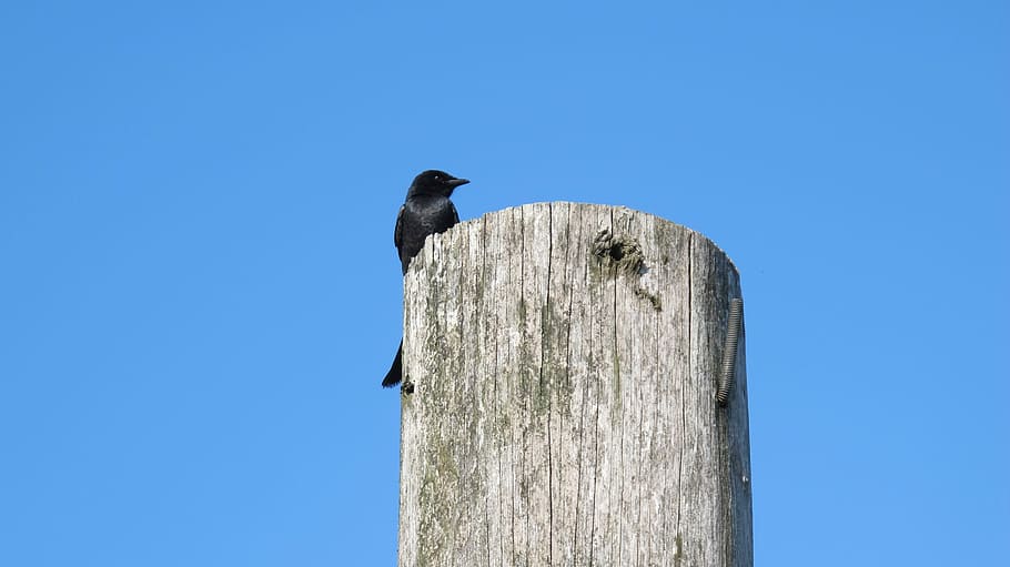 Bird, Blue, Sky, Natural, Nature, Life, black, animal, wild HD wallpaper