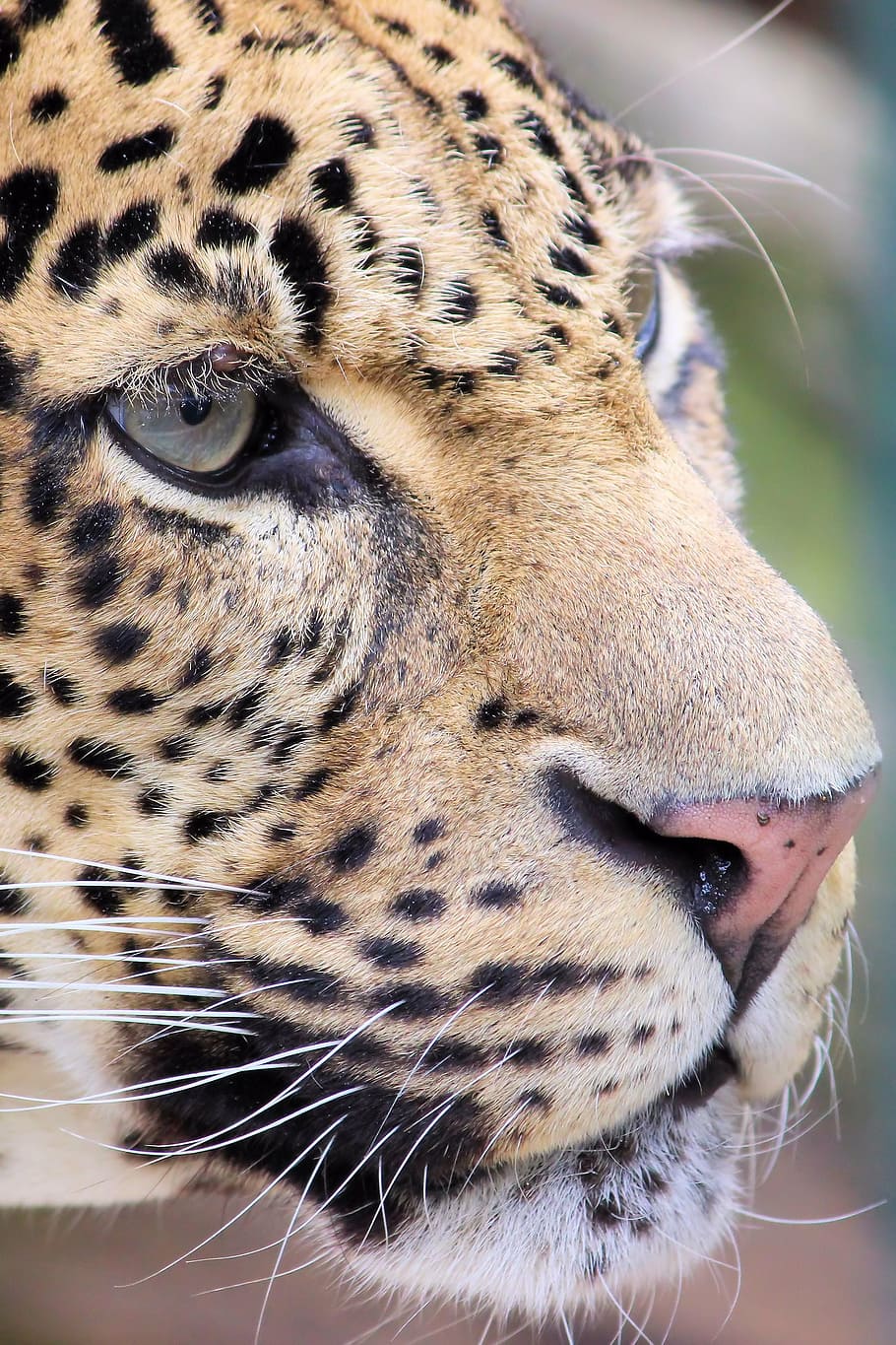 brown cheetah photo, leopard, predator, zoo, berlin, hunter, animal, HD wallpaper
