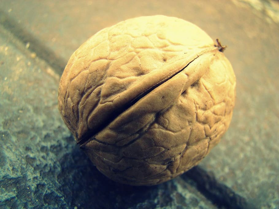 Walnut, Background, Nature, Macro, the background, one animal HD wallpaper