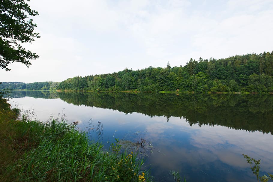 river between green trees, nature, waters, landscape, lake HD wallpaper