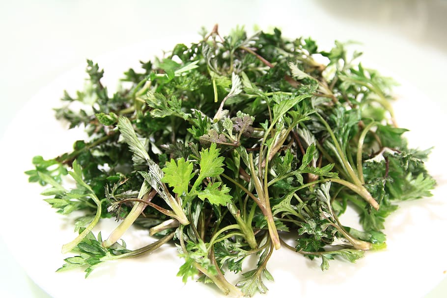 green parsley on white plate, wormwood, spring, medicinal herbs HD wallpaper