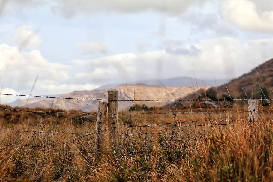 barb wire fence with brown grass, mountain cover with trees photography HD wallpaper
